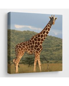 African Giraffe in Savannah Landscape – Maimo Art- MAM0910202513
