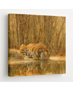 Tiger Drinking Water – Majestic Wildlife Wall Art by Maimo- MAM0910202543